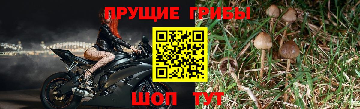 Галлюциногенные грибы GOLDEN TEACHER Чебоксары